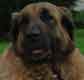 Notre Leonberg, Uppeline des Lions du Duc de Normandie