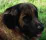 Notre Leonberg, Uppeline des Lions du Duc de Normandie