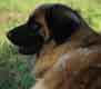 Notre Leonberg, Uppeline des Lions du Duc de Normandie