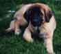 Notre Leonberg, Uppeline des Lions du Duc de Normandie