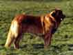 Notre Leonberg, Uppeline des Lions du Duc de Normandie