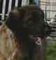 Notre Leonberg, Uppeline des Lions du Duc de Normandie