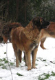 Notre Leonberg, Uppeline des Lions du Duc de Normandie