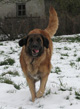 Notre Leonberg, Uppeline des Lions du Duc de Normandie