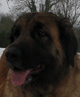 Notre Leonberg, Uppeline des Lions du Duc de Normandie