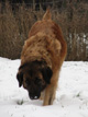 Notre Leonberg, Uppeline des Lions du Duc de Normandie