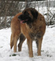 Notre Leonberg, Uppeline des Lions du Duc de Normandie