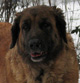 Notre Leonberg, Uppeline des Lions du Duc de Normandie