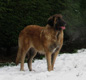 Notre Leonberg, Uppeline des Lions du Duc de Normandie