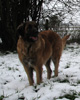 Notre Leonberg, Uppeline des Lions du Duc de Normandie