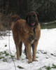 Notre Leonberg, Uppeline des Lions du Duc de Normandie