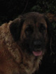 Notre Leonberg, Uppeline des Lions du Duc de Normandie