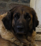 Notre Leonberg, Uppeline des Lions du Duc de Normandie