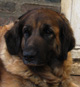 Notre Leonberg, Uppeline des Lions du Duc de Normandie