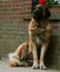 Notre Leonberg, Uppeline des Lions du Duc de Normandie