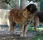 Notre Leonberg, Uppeline des Lions du Duc de Normandie