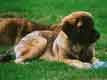 Notre Leonberg, Uppeline des Lions du Duc de Normandie
