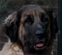 Notre Leonberg, Uppeline des Lions du Duc de Normandie