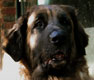 Notre Leonberg, Uppeline des Lions du Duc de Normandie