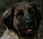 Notre Leonberg, Uppeline des Lions du Duc de Normandie