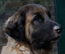 Notre Leonberg, Uppeline des Lions du Duc de Normandie