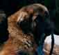Notre Leonberg, Uppeline des Lions du Duc de Normandie
