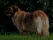 Notre Leonberg, Uppeline des Lions du Duc de Normandie
