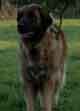 Notre Leonberg, Uppeline des Lions du Duc de Normandie