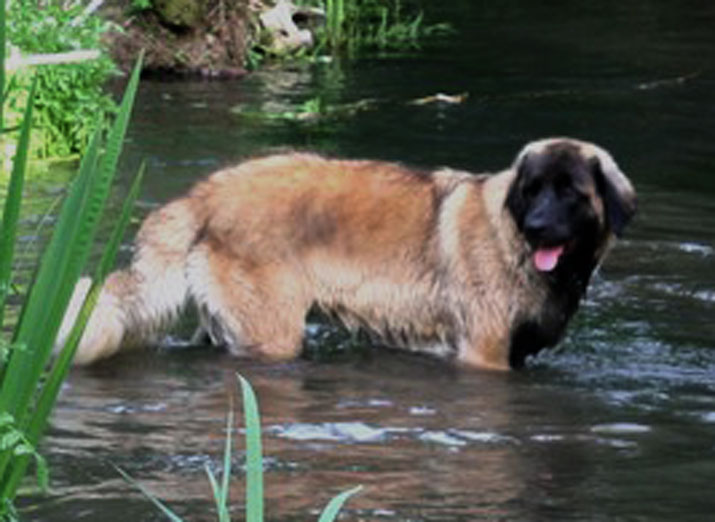  Leonberg Elise-Ventse des Neiges de Chantelouve, Premier Degr de sauvetage aquatique