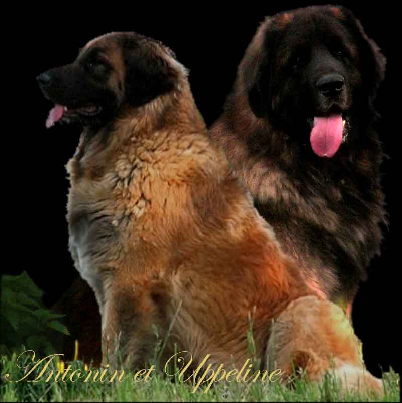 Naissance des chiots Leonberg Ventse des Neiges de Chantelouve