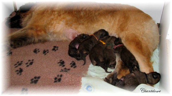 Les premiers jours des bébés leonberg Ventôse des Neiges de Chantelouve