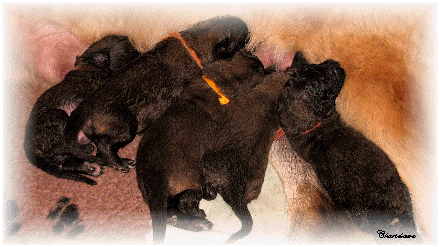 Les premiers jours des bébés leonberg Ventôse des Neiges de Chantelouve