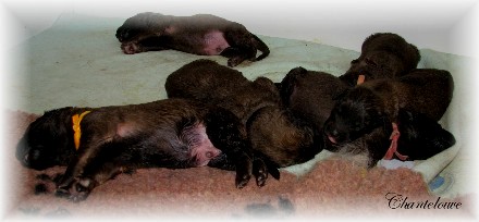 Les premiers jours des bébés leonberg Ventôse des Neiges de Chantelouve