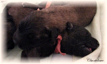 Les premiers jours des bébés leonberg Ventôse des Neiges de Chantelouve