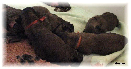 Les premiers jours des bébés leonberg Ventôse des Neiges de Chantelouve