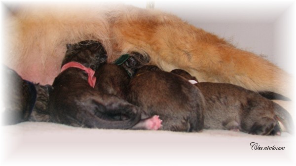 Les premiers jours des bébés leonberg Ventôse des Neiges de Chantelouve