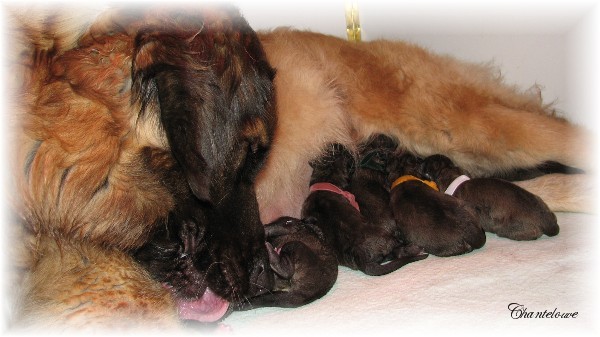 Les premiers jours des bébés leonberg Ventôse des Neiges de Chantelouve