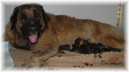 Les premiers jours des bébés leonberg Ventôse des Neiges de Chantelouve