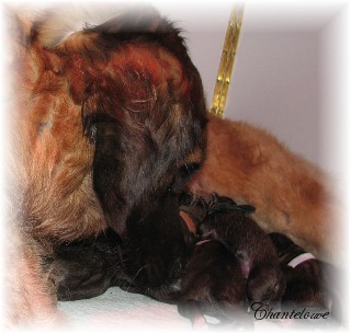 Les premiers jours des bébés leonberg Ventôse des Neiges de Chantelouve