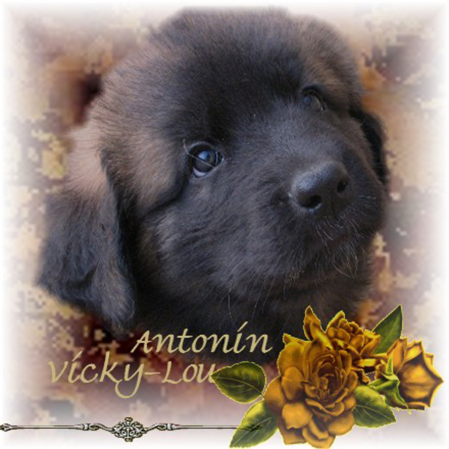 Naissance des chiots Leonberg  d'Antonin-Floral des Neiges de Chantelouve